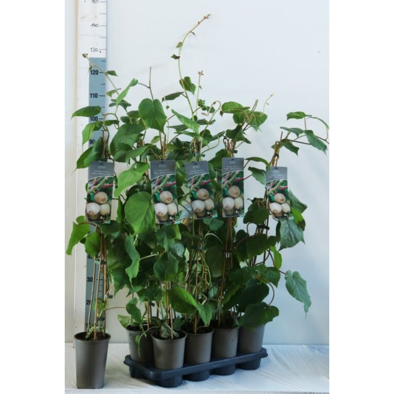 Minikiwi – Actinidia d. 'Jenny' - C2 60-80 CM Stick